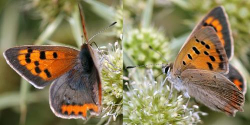 Réf. 77 112 : Lycaena phlaeas