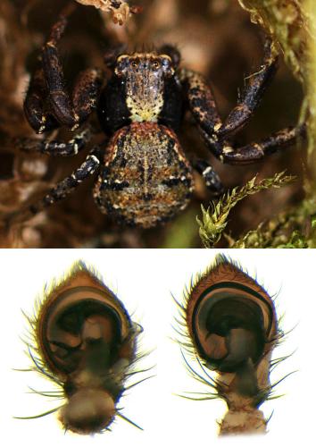 Xysticus audax