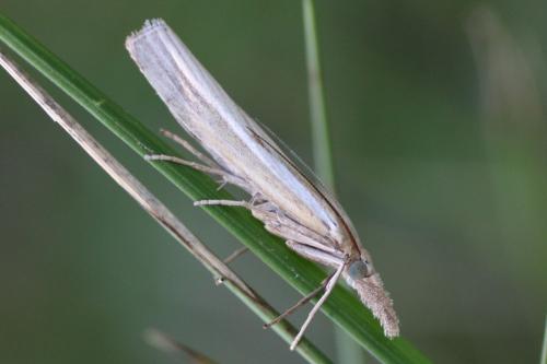 Agriphila tristella