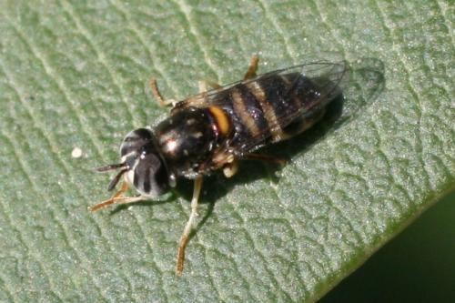 Réf. 77 299 : Paragus quadrifasciatus