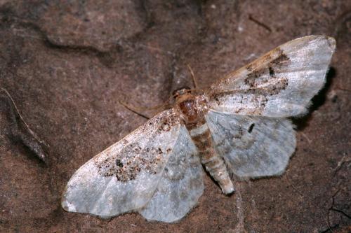 Réf. 77 191 : Idaea rusticata