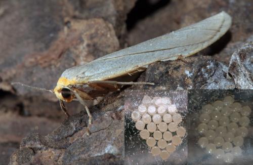 Eilema caniola