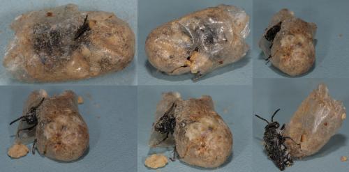 Epeolus fallax