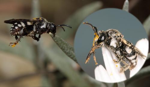 Epeolus fallax