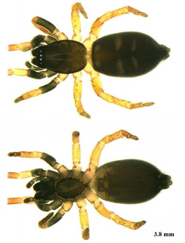 Phaeocedus braccatus