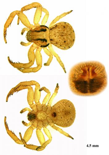 Réf. 77 693 : Ozyptila atomaria