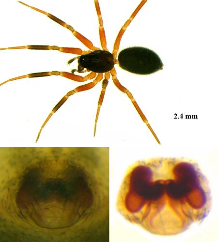 Walckenaeria antica