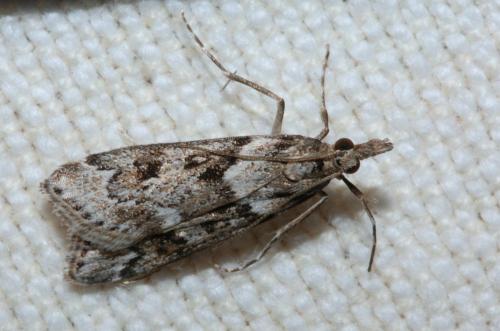 Réf. 77 786 : Eudonia angustea