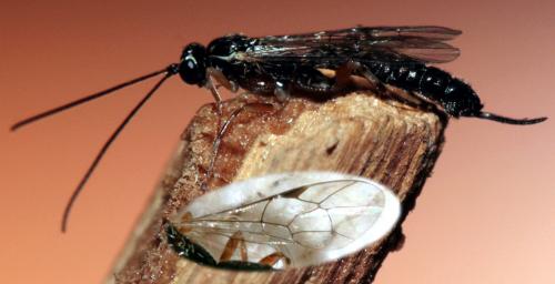 Réf. 77 906 : Clistopyga incitator
