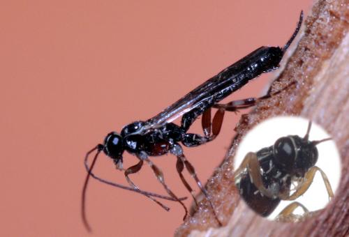 Réf. 77 907 : Clistopyga incitator