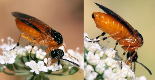 Réf. 77 735 : Athalia sp.