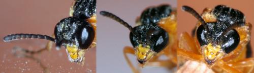 Réf. 77 750 : Athalia sp.