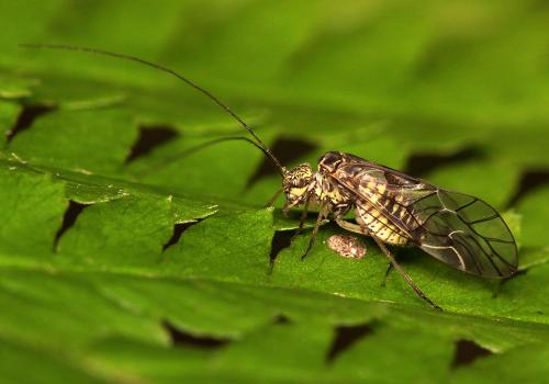 Psococerastis gibbosa