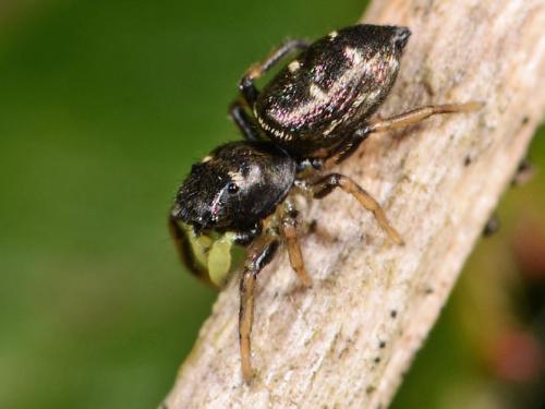 Réf. 77 141 : Heliophanus sp.
