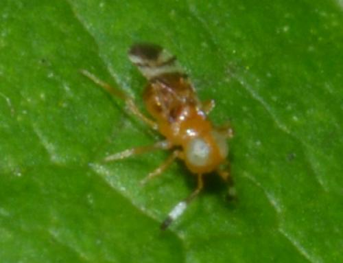 Microterys sp.