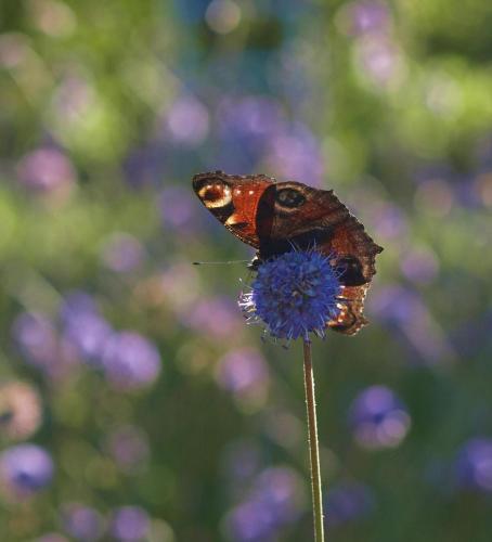 Aglais io