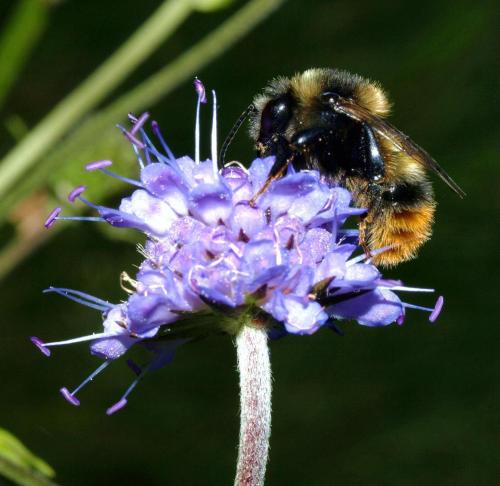 Bombus sp.