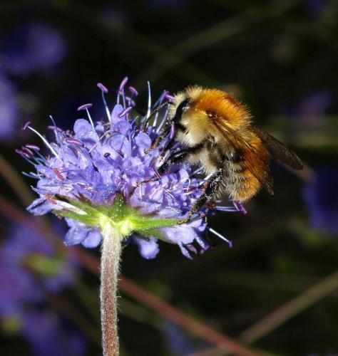 Bombus sp.