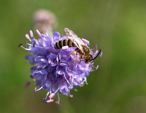 Halictus scabiosae