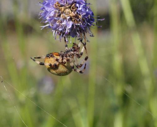 Araneus quadratus