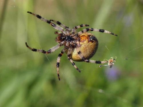 Araneus quadratus