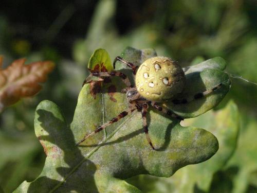 Araneus quadratus