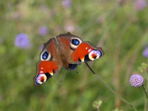 Aglais io