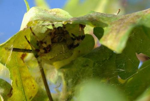 Araneus quadratus