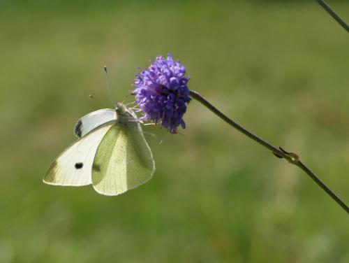 Pieris rapae