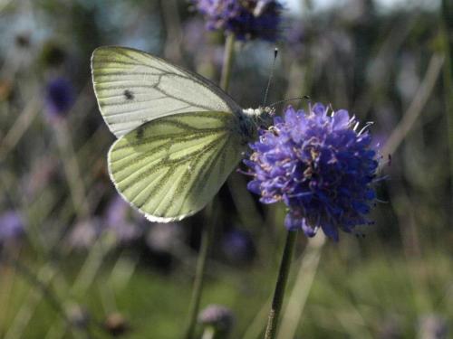 Pieris napi