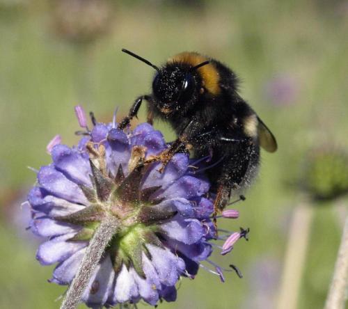 Bombus sp.
