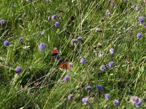 Aglais divers
