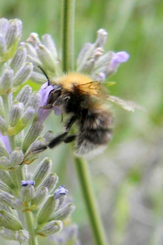 Bombus hypnorum