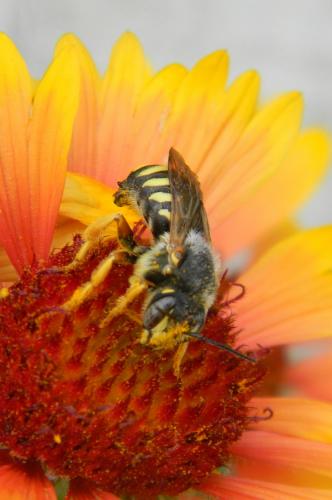 Réf. 77 162 : Rhodanthidium septemdentatum