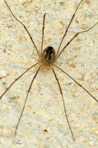 Phalangium opilio