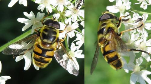 Réf. 77 098 : Myathropa florea