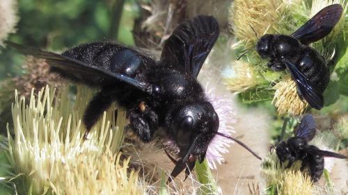 Xylocopa sp.