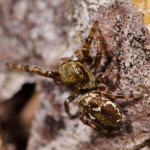 Dendryphantes rudis