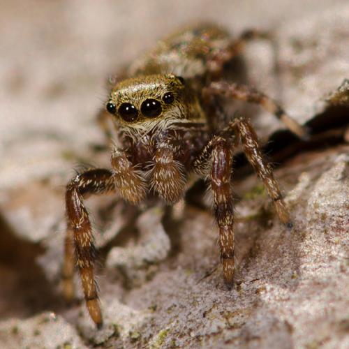 Dendryphantes rudis