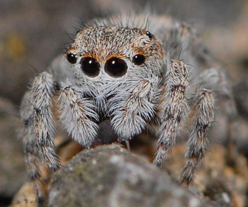 Réf. 77 770 : Attulus distinguendus