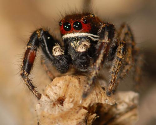 Pellenes tripunctatus