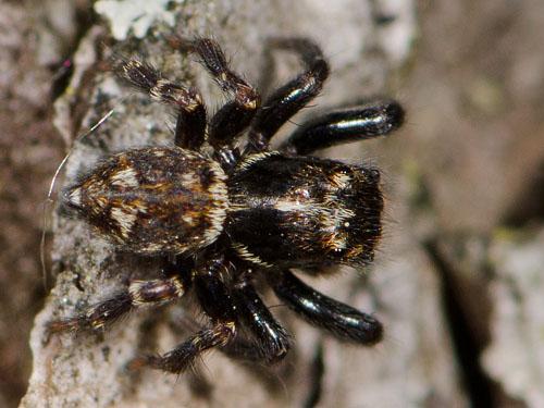 Réf. 77 327 : Pseudeuophrys erratica