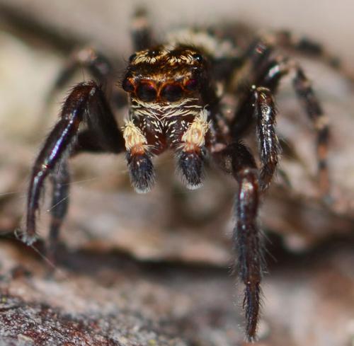 Réf. 77 262 : Pseudeuophrys erratica