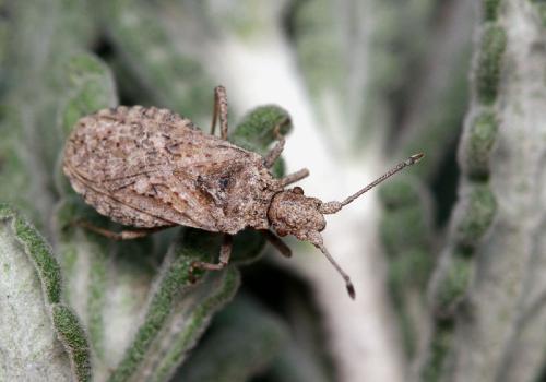 Réf. 77 698 : Arenocoris fallenii
