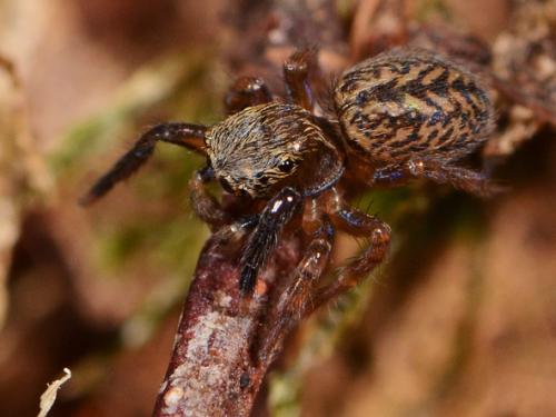 Réf. 77 686 : Euophrys frontalis