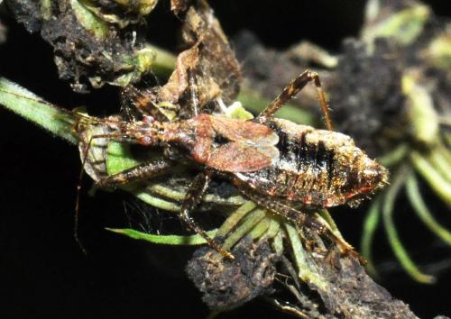 Himacerus apterus
