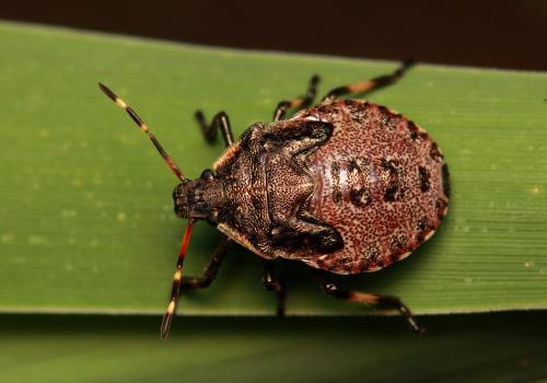 Picromerus nigridens