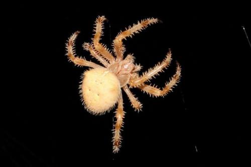 Araneus pallidus