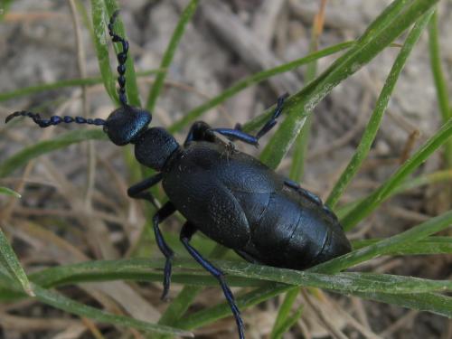 Meloe sp.