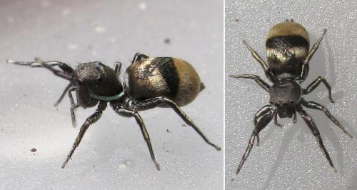 Réf. 77 806 : Siler sp.